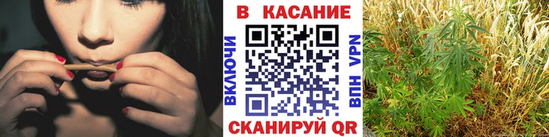 Бошки Шишки Сыктывкар